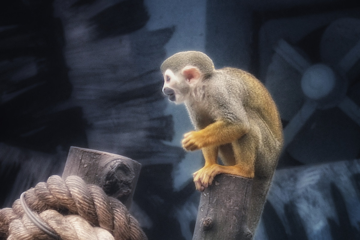 动物园看麻老虎