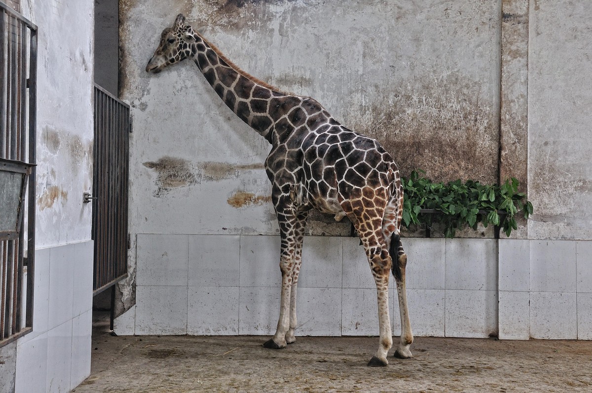 动物园看麻老虎