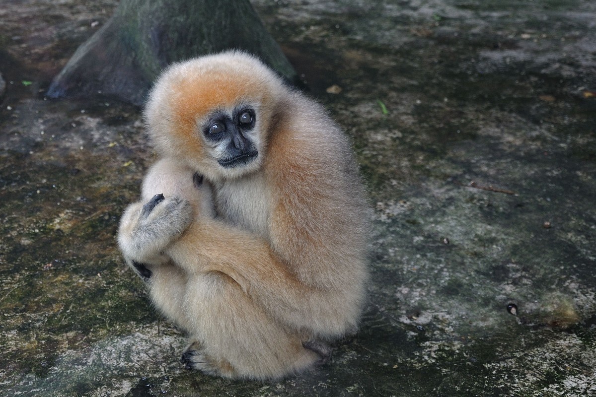 动物园看麻老虎