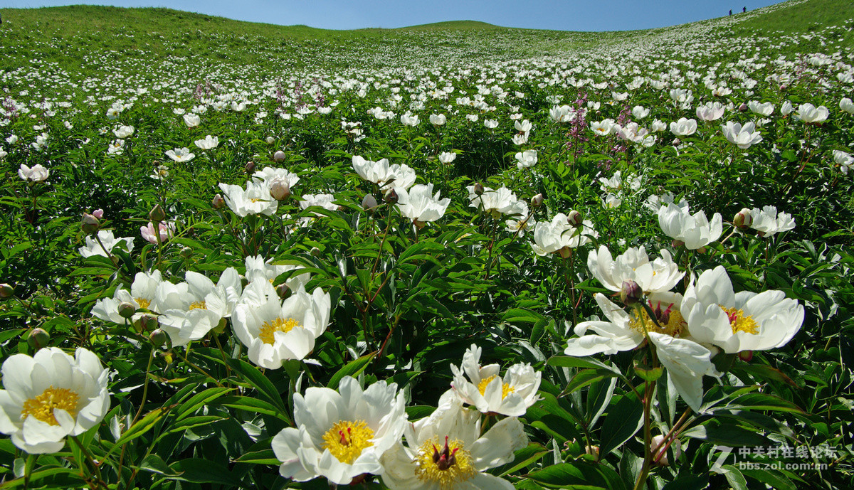 天边草原乌拉盖芍药谷