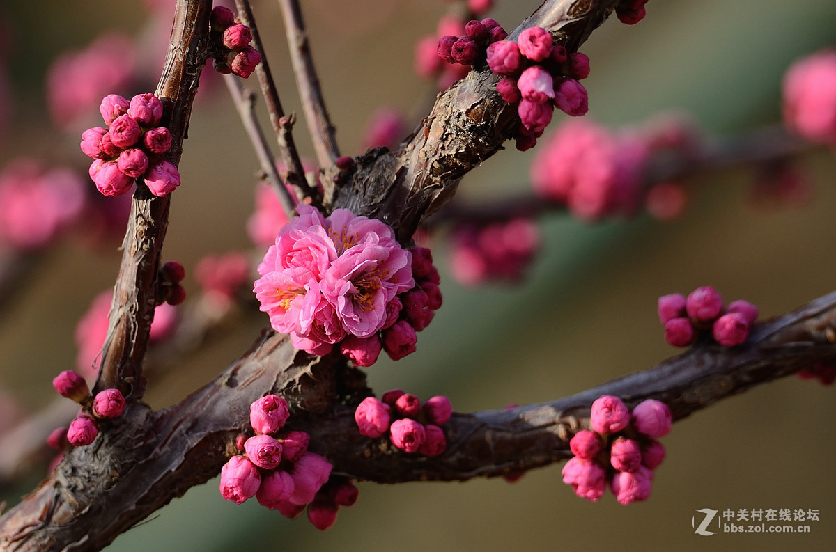 干枝梅
