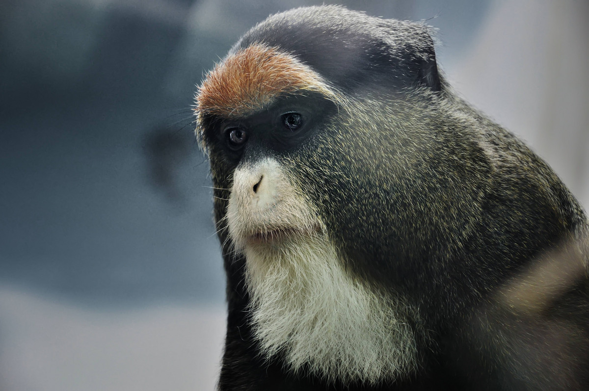 动物园看麻老虎