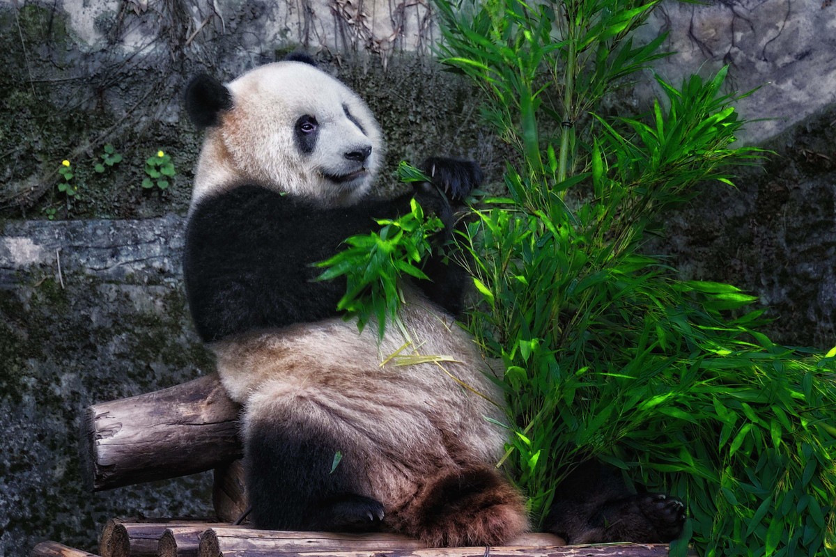 动物园看麻老虎