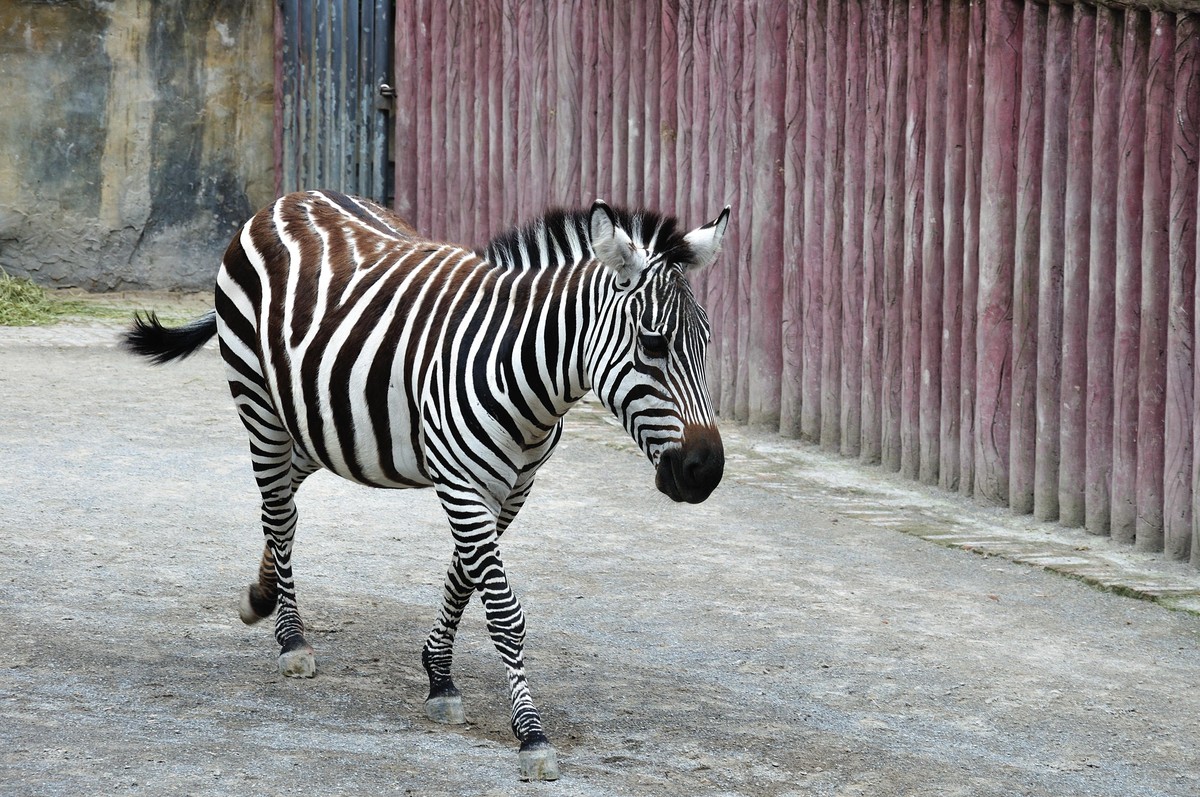 动物园看麻老虎