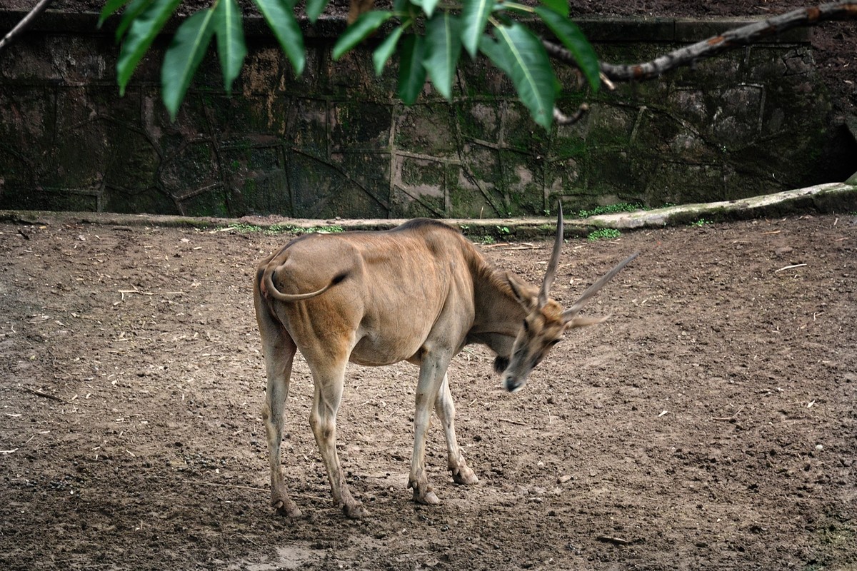 动物园看麻老虎