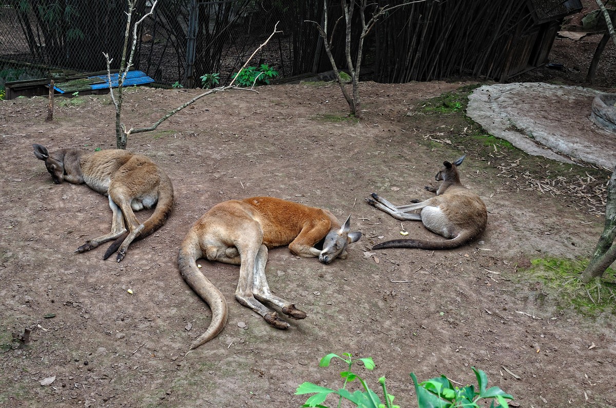 动物园看麻老虎