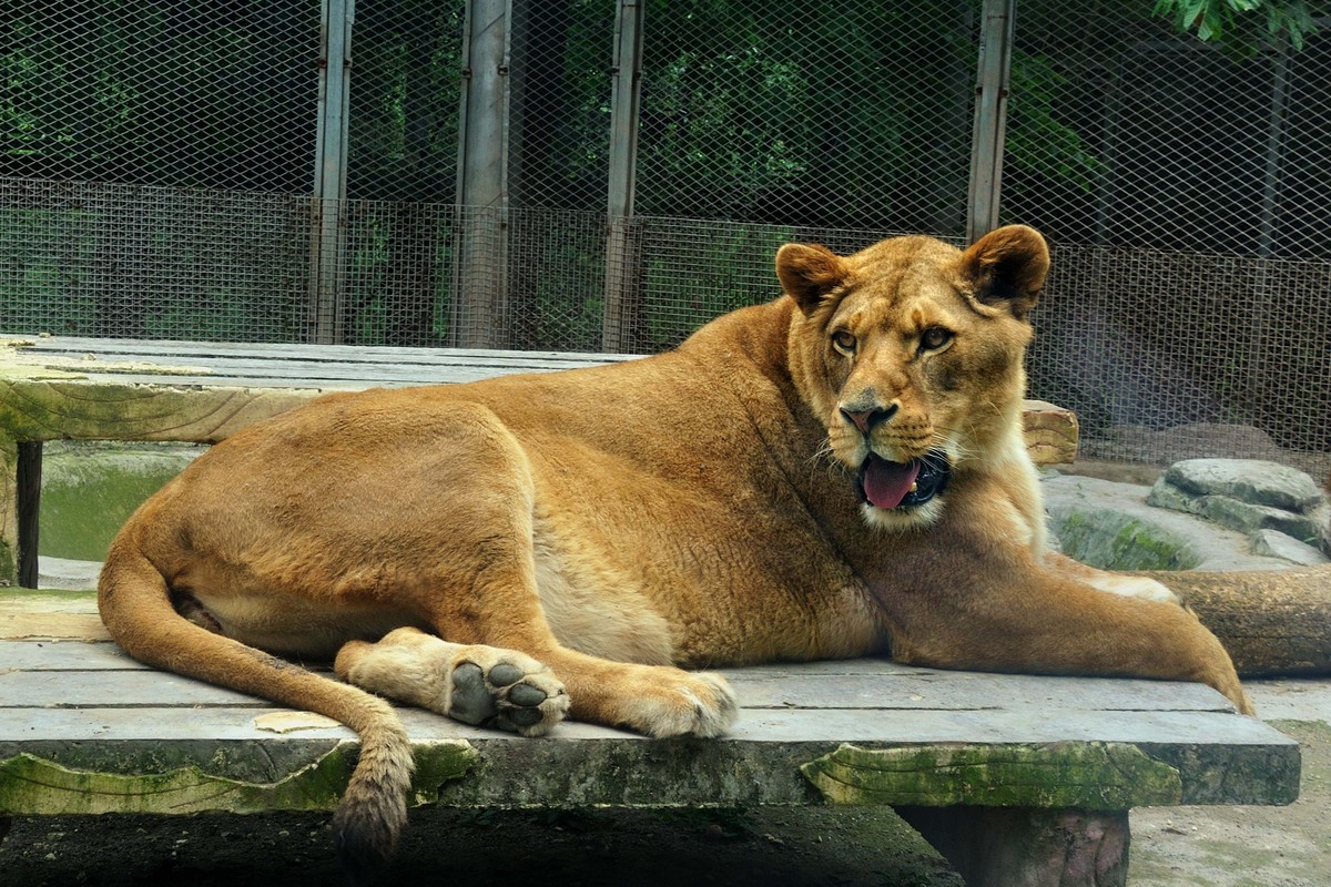 动物园看麻老虎