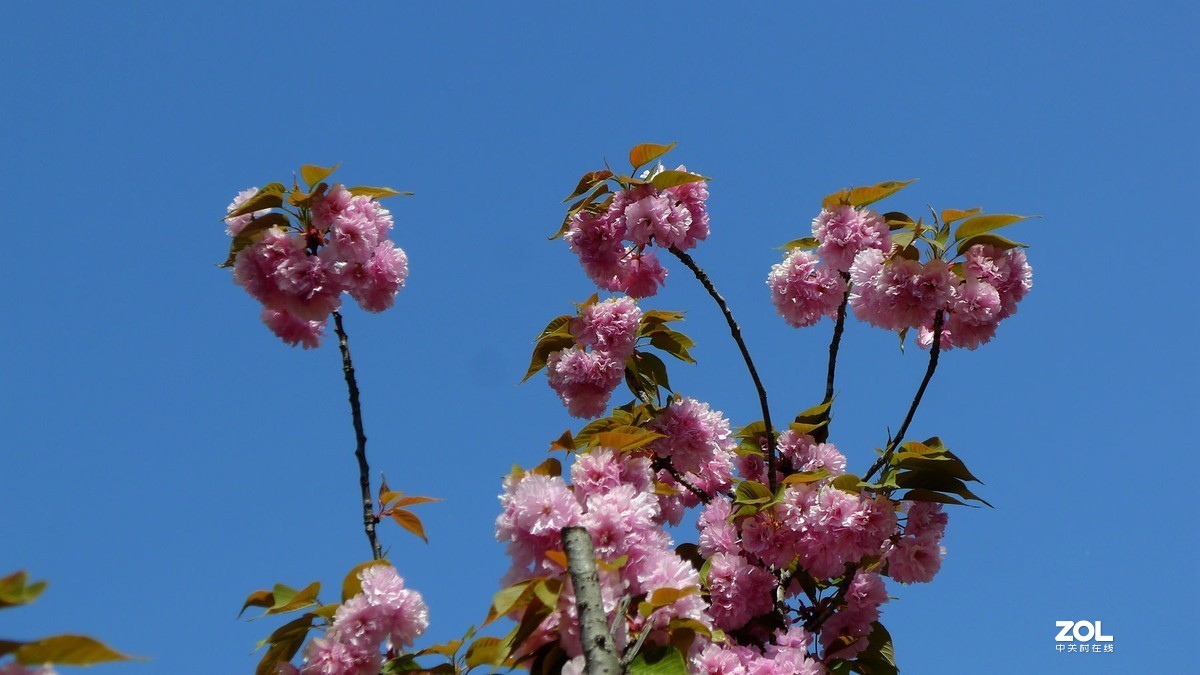 雨霁樱花笑放春