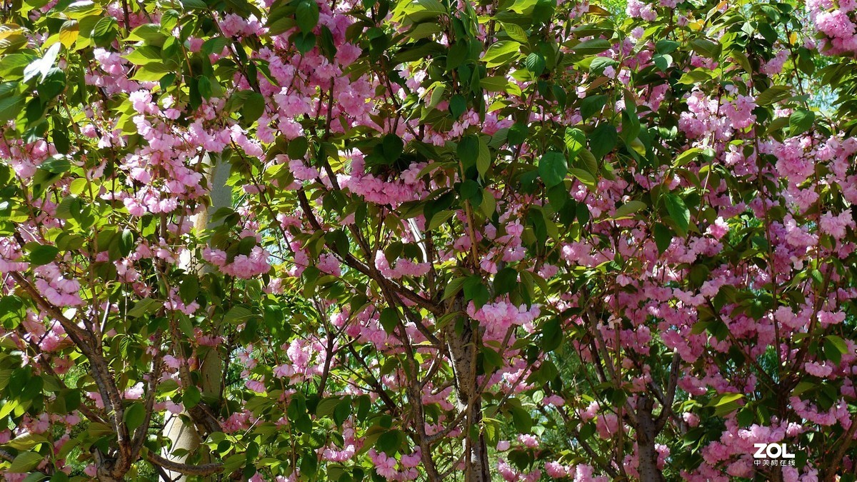 雨霁樱花笑放春