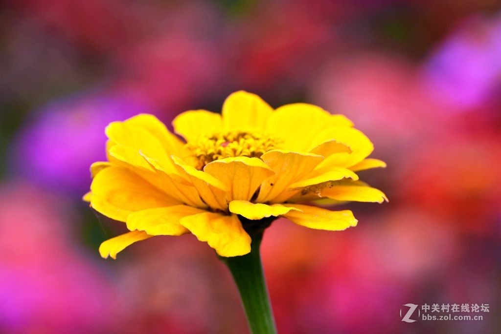 好长时间未来发帖，今有空发几张过去照片，请大师们指导。