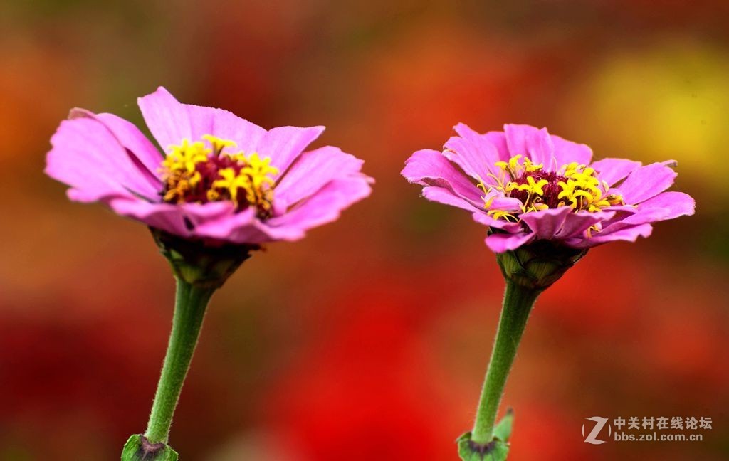 好长时间未来发帖，今有空发几张过去照片，请大师们指导。