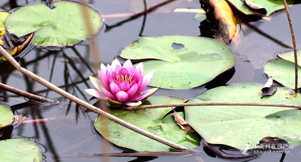 好长时间未来发帖，今有空发几张过去照片，请大师们指导。