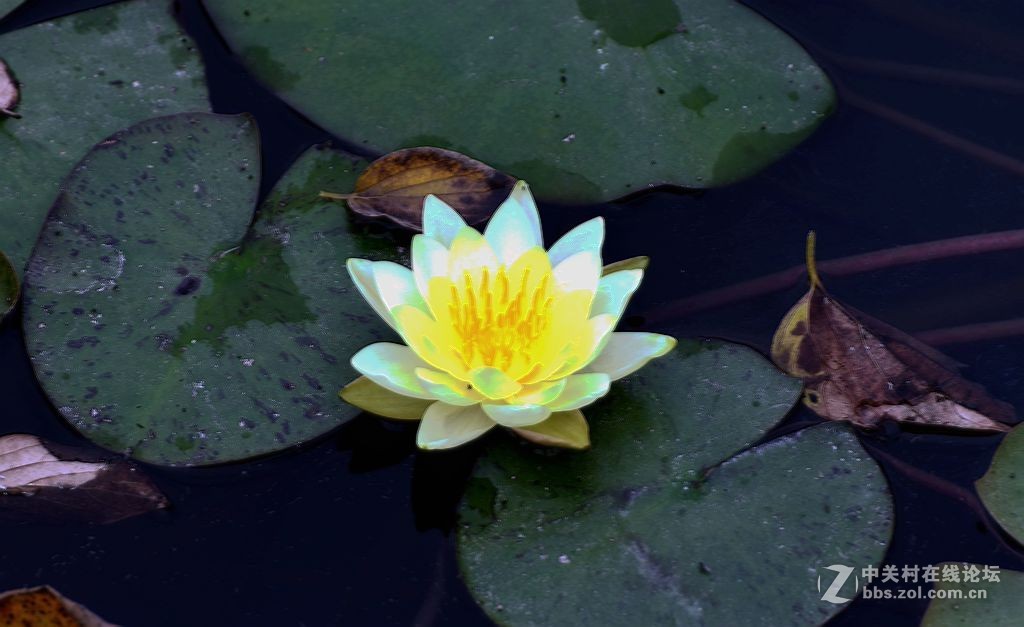 好长时间未来发帖，今有空发几张过去照片，请大师们指导。