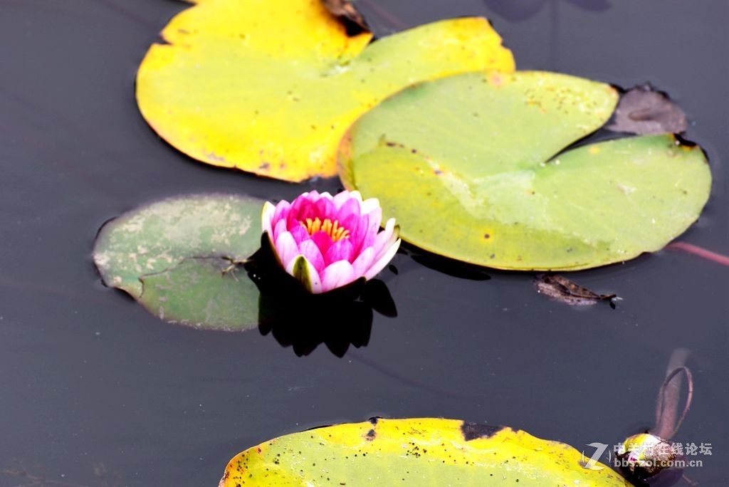 好长时间未来发帖，今有空发几张过去照片，请大师们指导。
