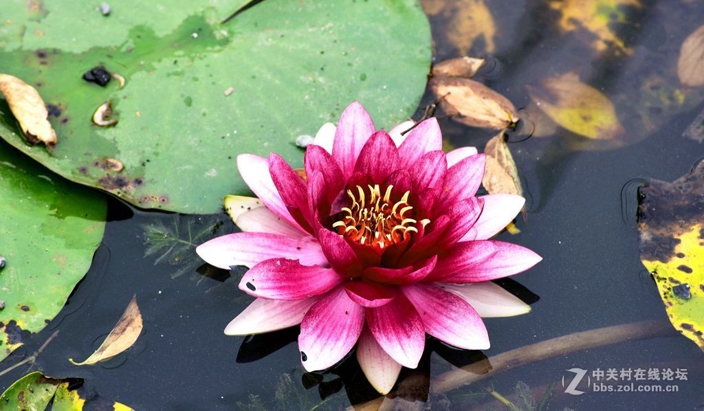 好长时间未来发帖，今有空发几张过去照片，请大师们指导。