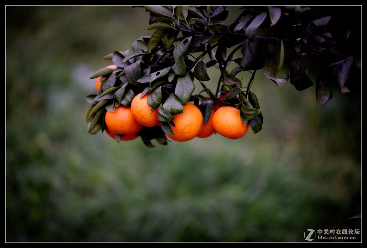 满眼红果柑桔园