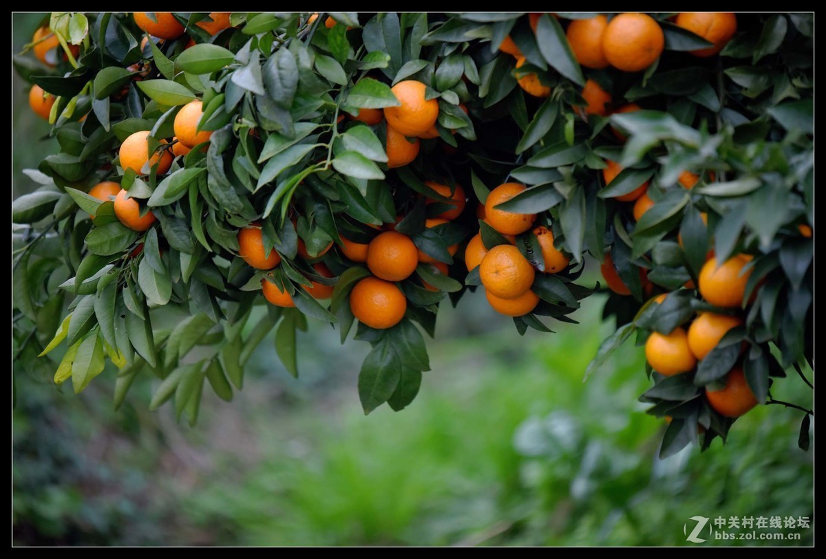 满眼红果柑桔园