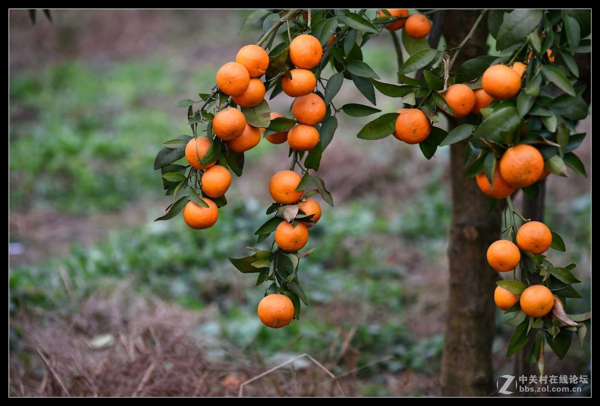 满眼红果柑桔园