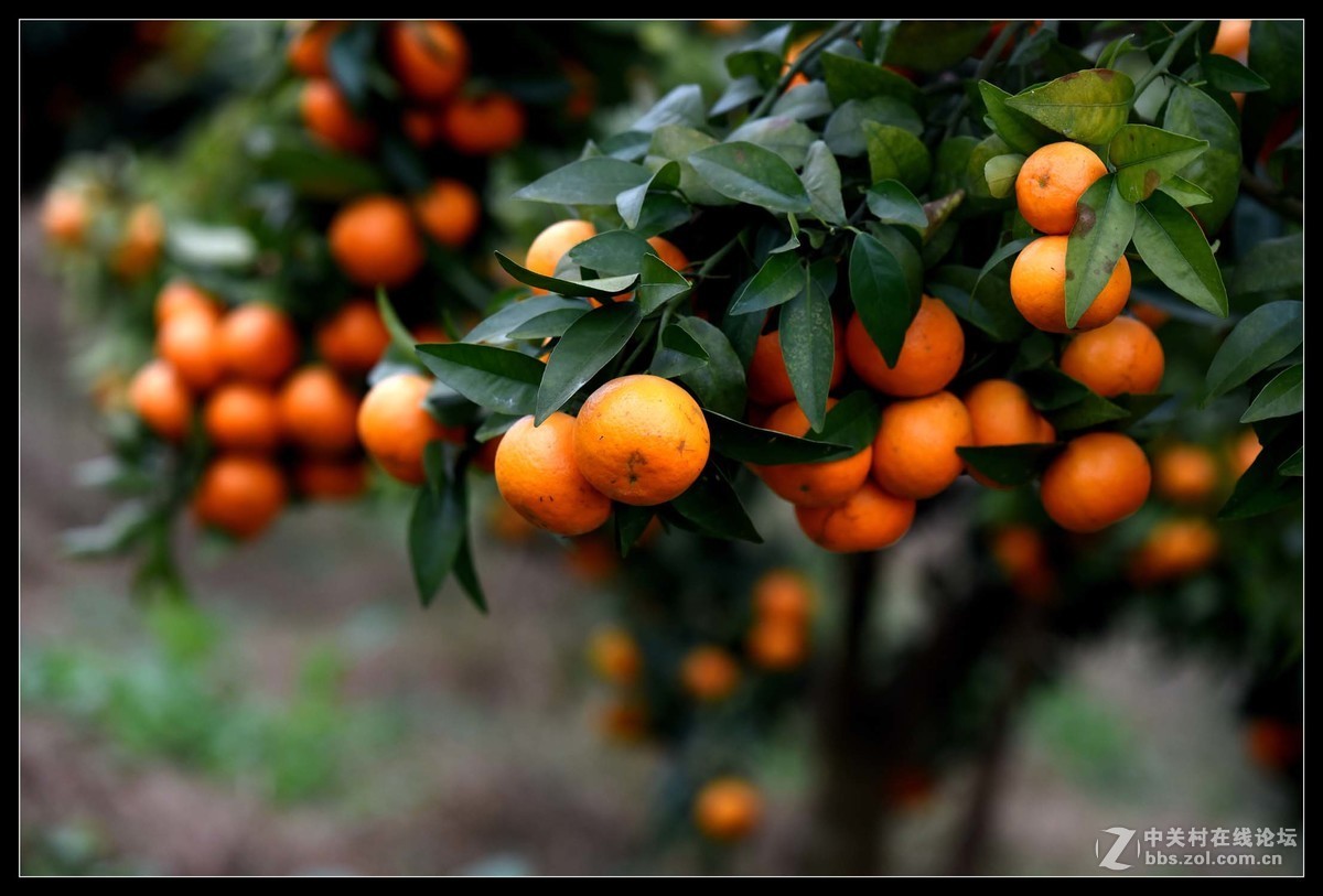 满眼红果柑桔园