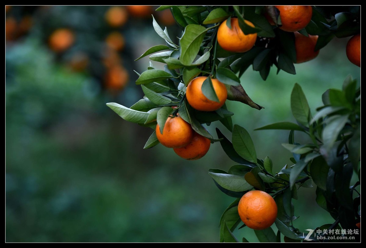 满眼红果柑桔园