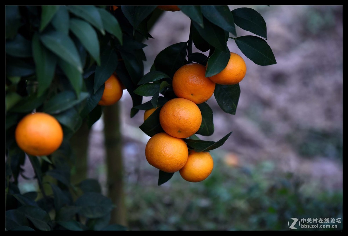 满眼红果柑桔园