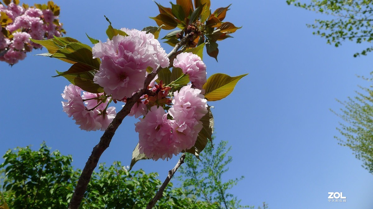 雨霁樱花笑放春