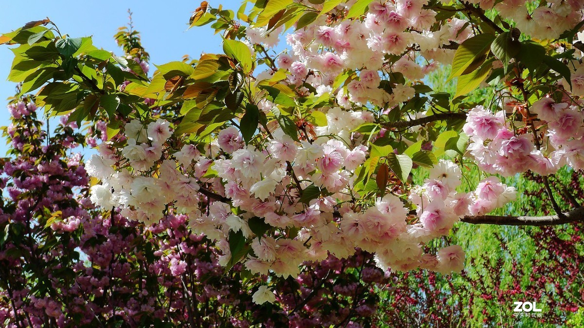 雨霁樱花笑放春