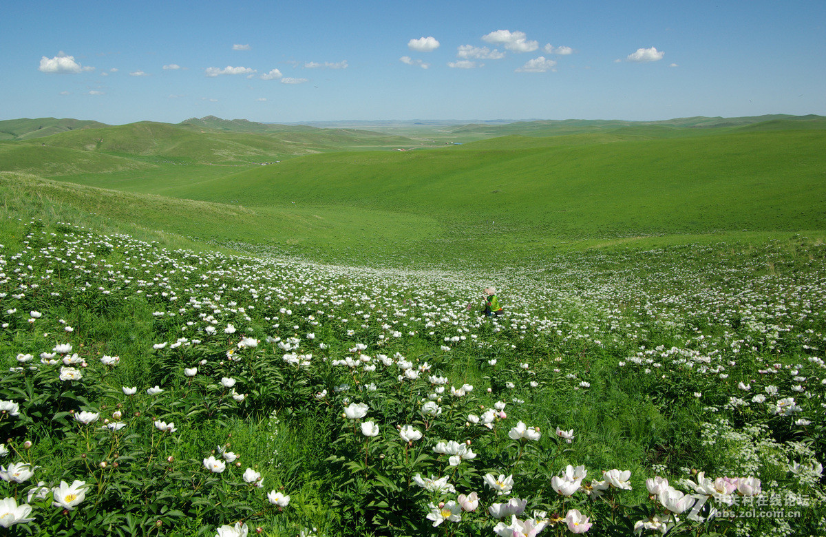 天边草原乌拉盖芍药谷