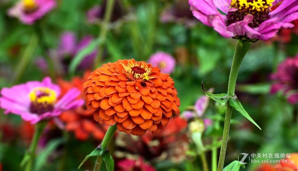 好长时间未来发帖，今有空发几张过去照片，请大师们指导。