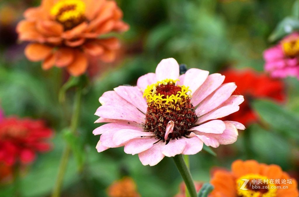 好长时间未来发帖，今有空发几张过去照片，请大师们指导。