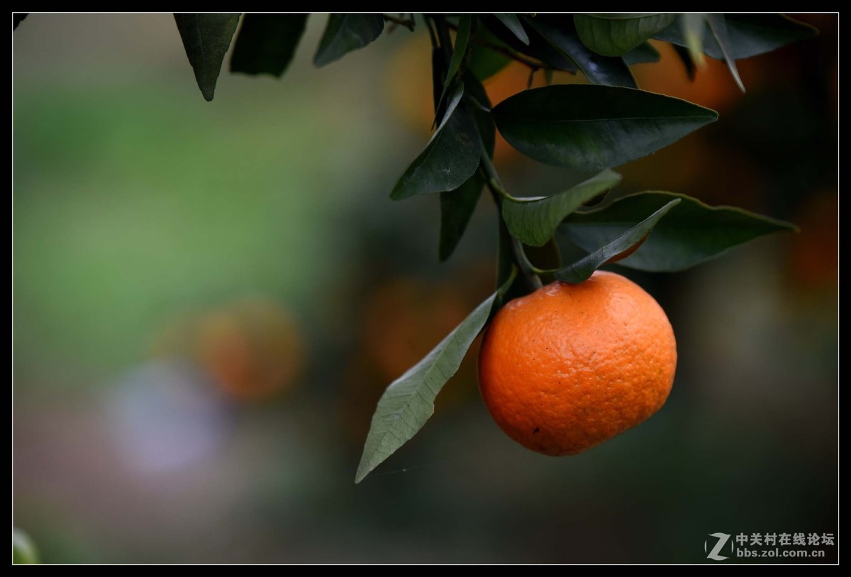 满眼红果柑桔园