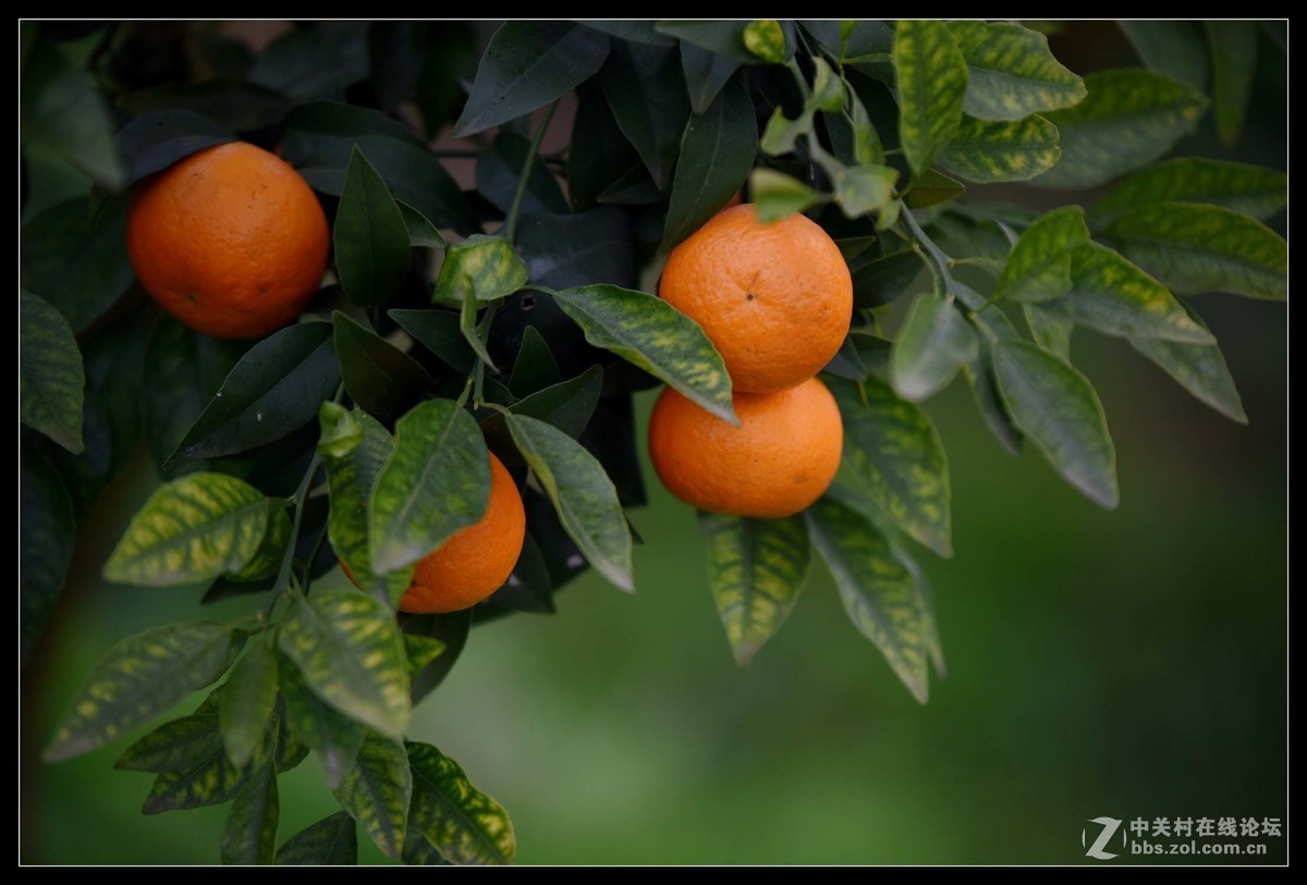 满眼红果柑桔园