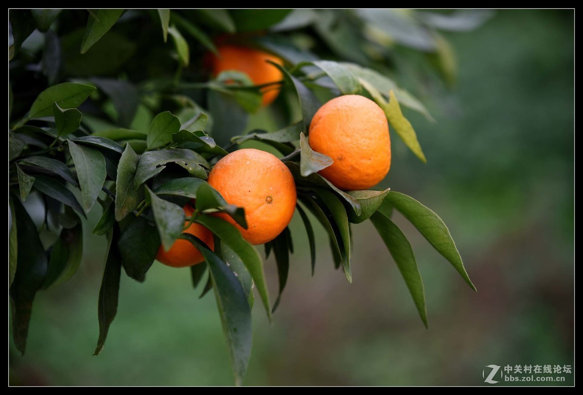 满眼红果柑桔园