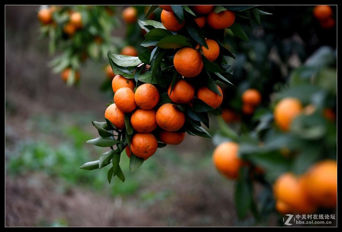 满眼红果柑桔园