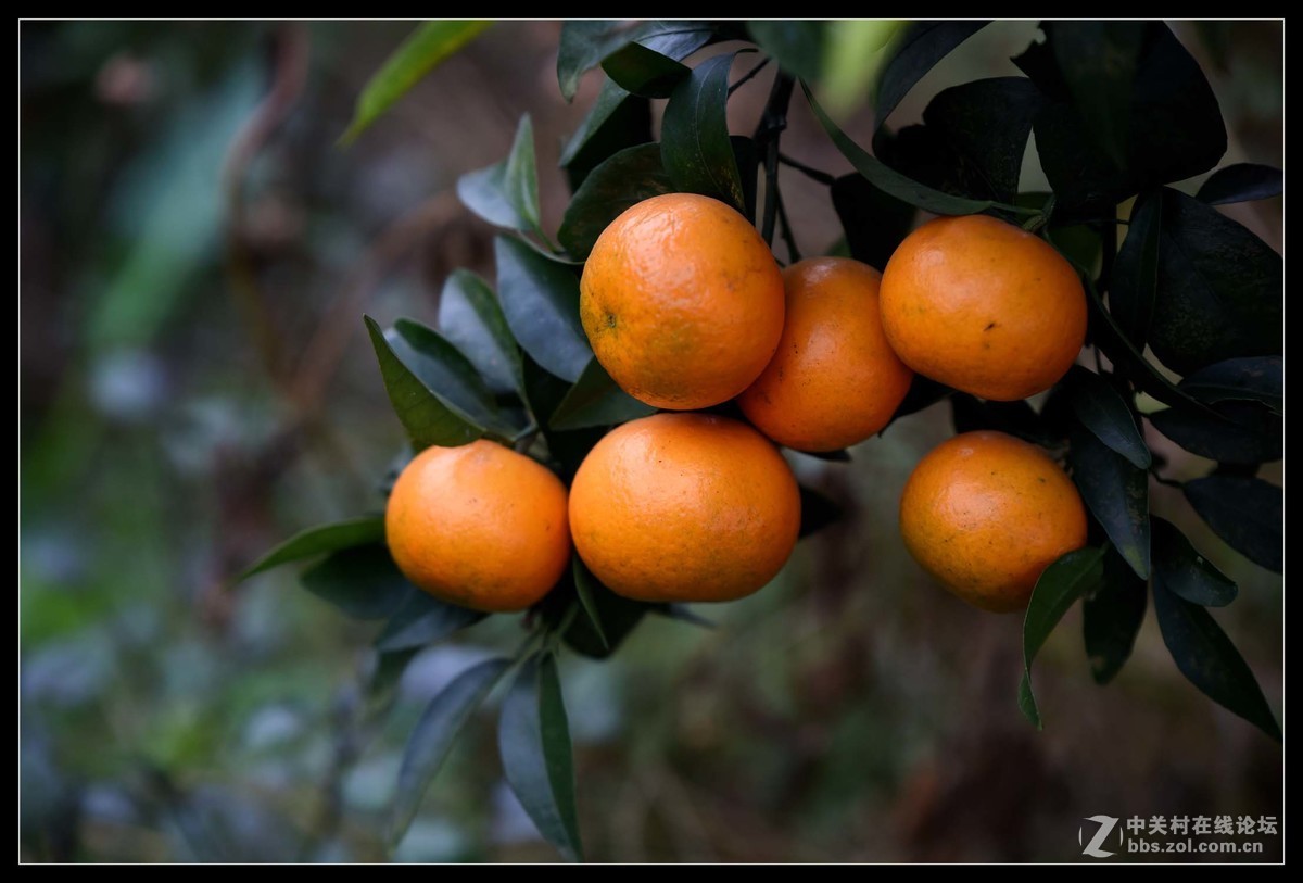 满眼红果柑桔园