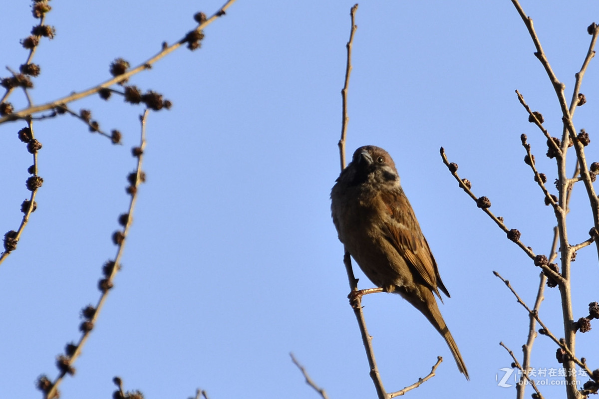枝头麻雀叫喳喳