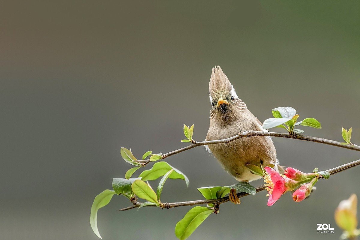 春暖花开白领凤鹛鸟