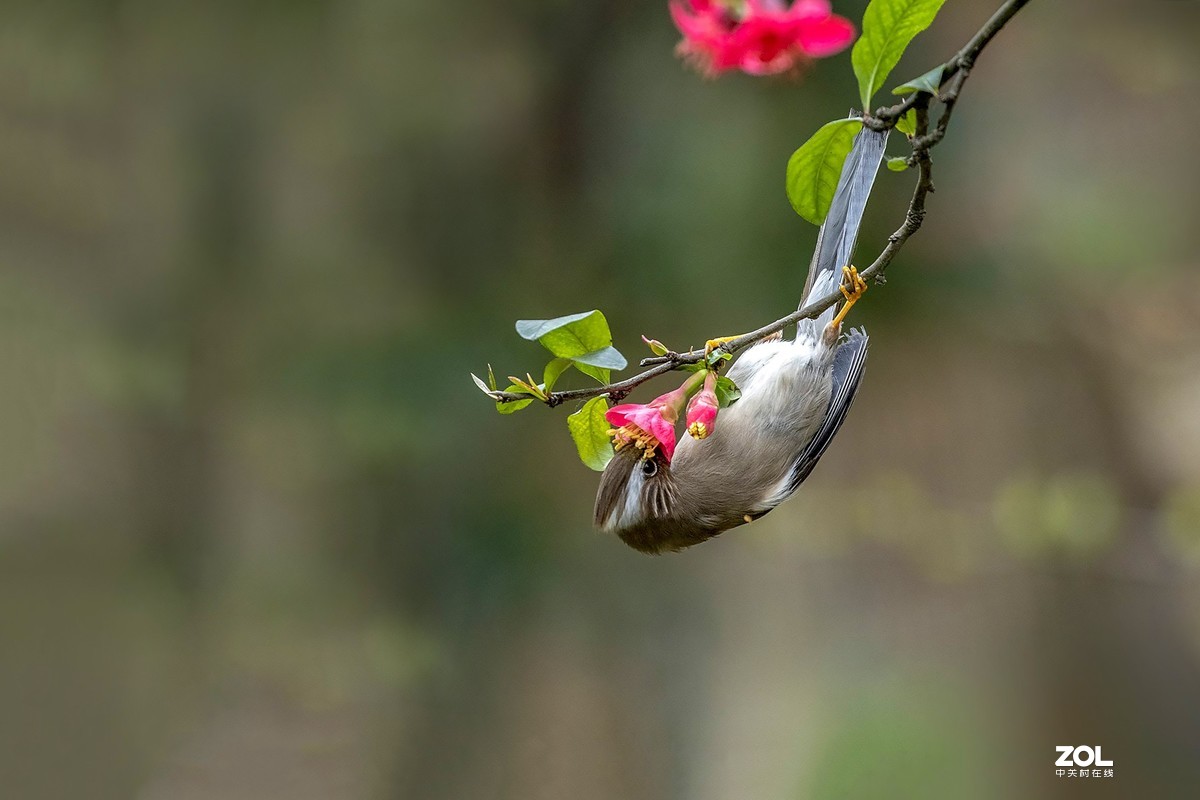 春暖花开白领凤鹛鸟