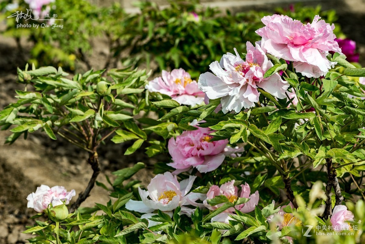 北京景山公園牡丹