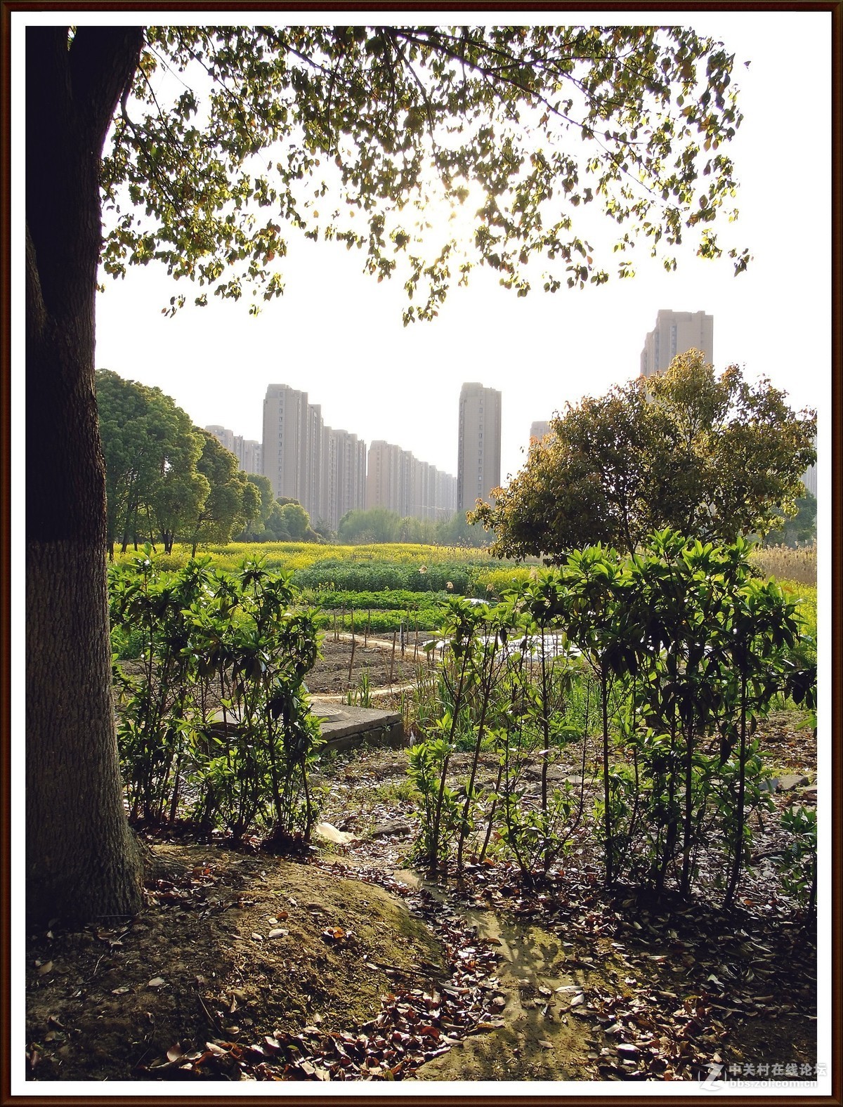 随拍8--公园小景