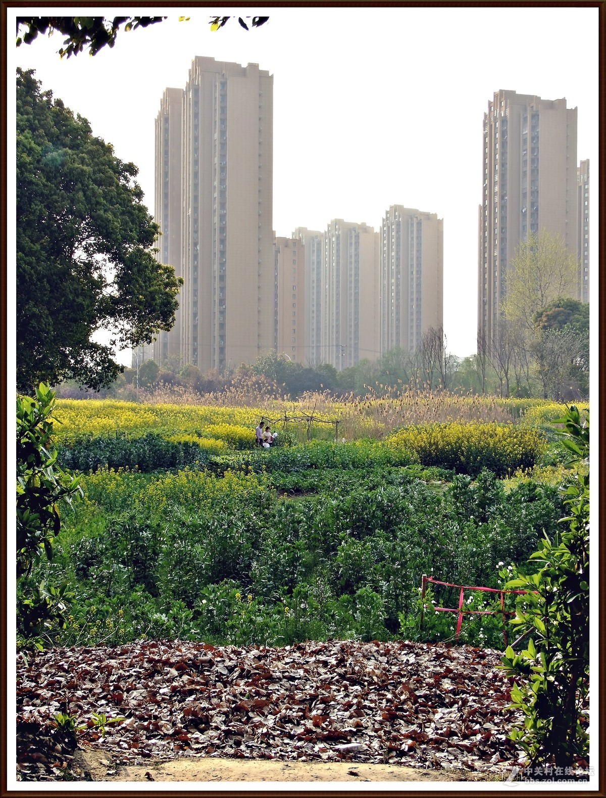 随拍8--公园小景