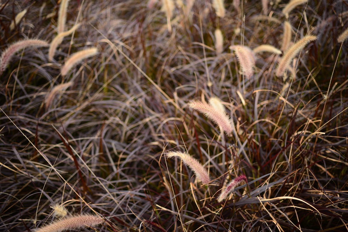 新手报到！终于说服自己入蔡司35 2 一顿乱拍