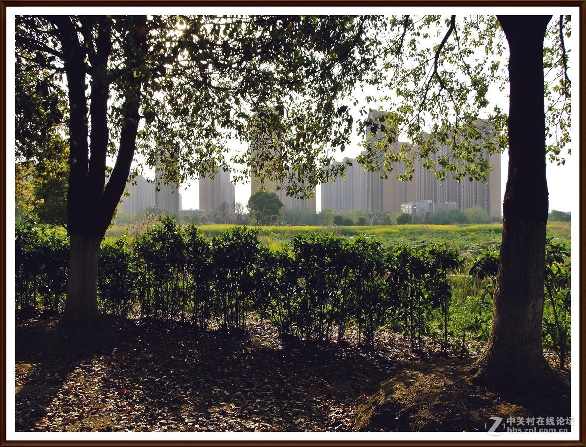 随拍8--公园小景