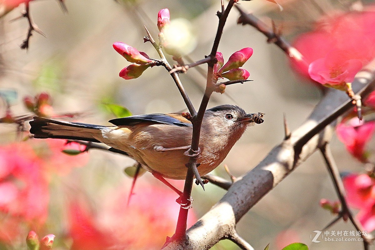 捉蜜蜂的蓝翅希鹛!
