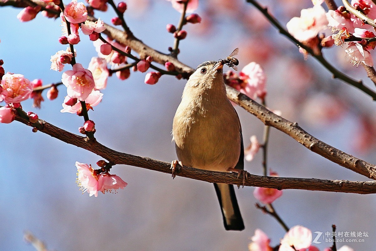 捉蜜蜂的蓝翅希鹛!
