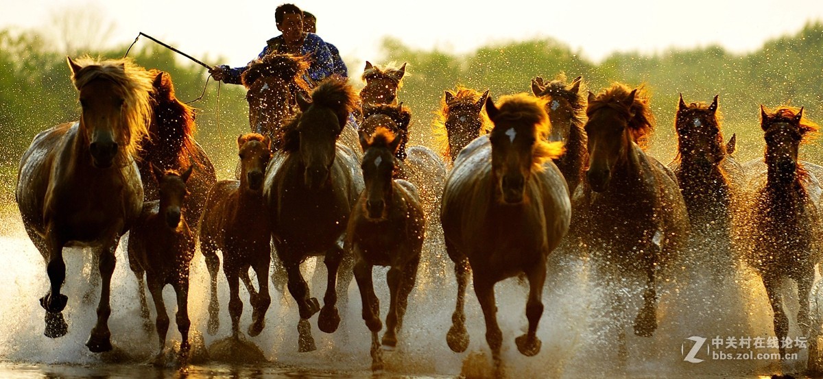 乌兰布统…奔驰的骏马