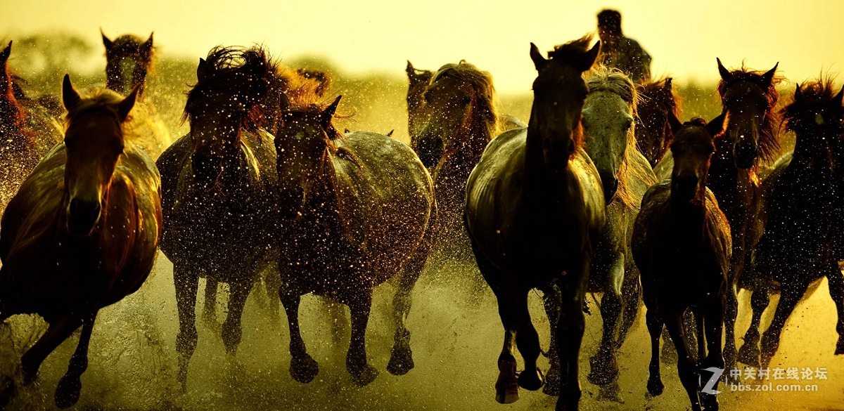 乌兰布统…奔驰的骏马