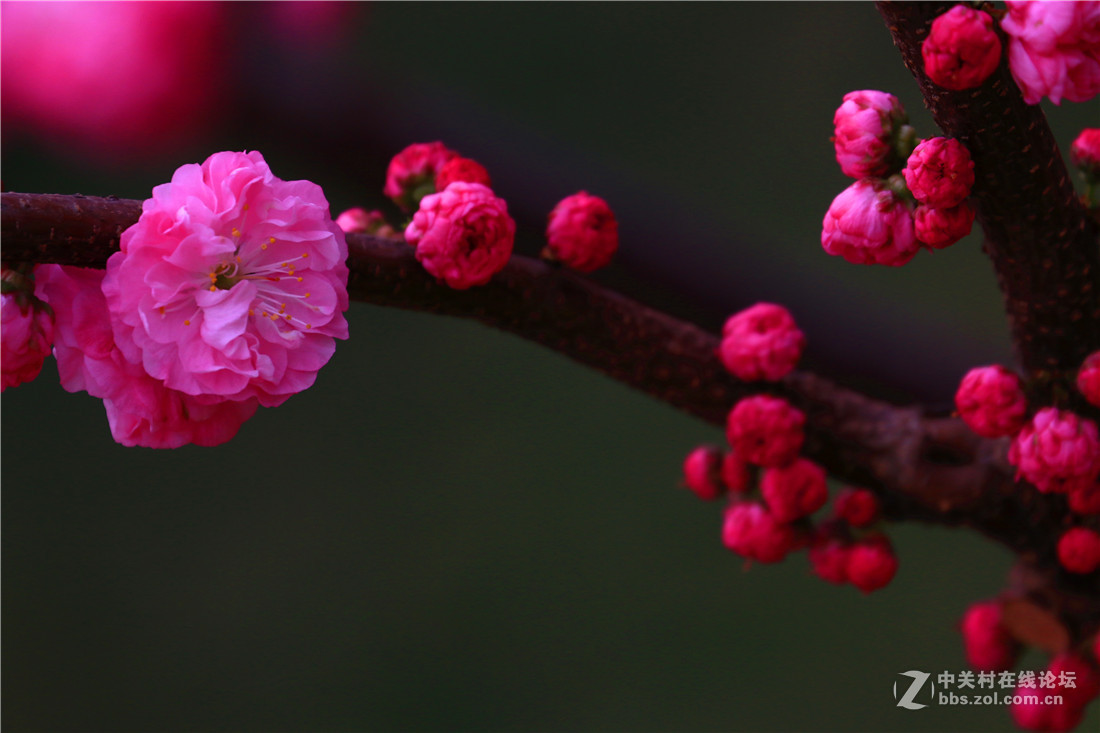 梅花2.