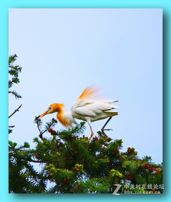 家乡鹭鸶的风姿