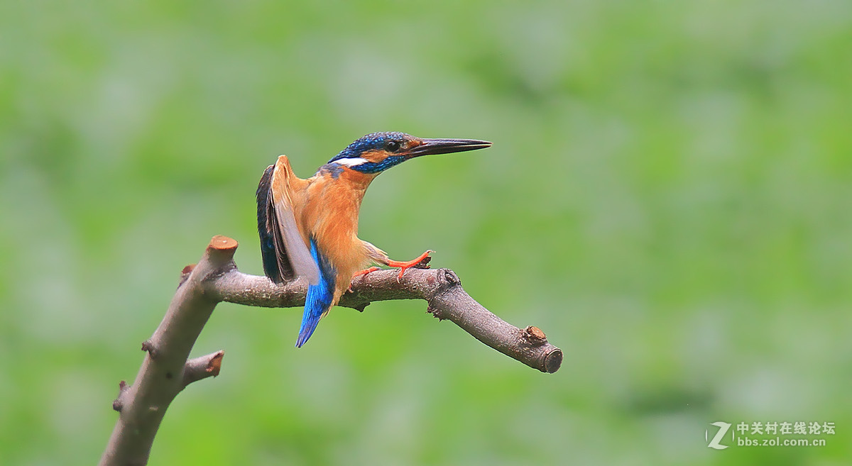 翠鸟捉鱼全过程
